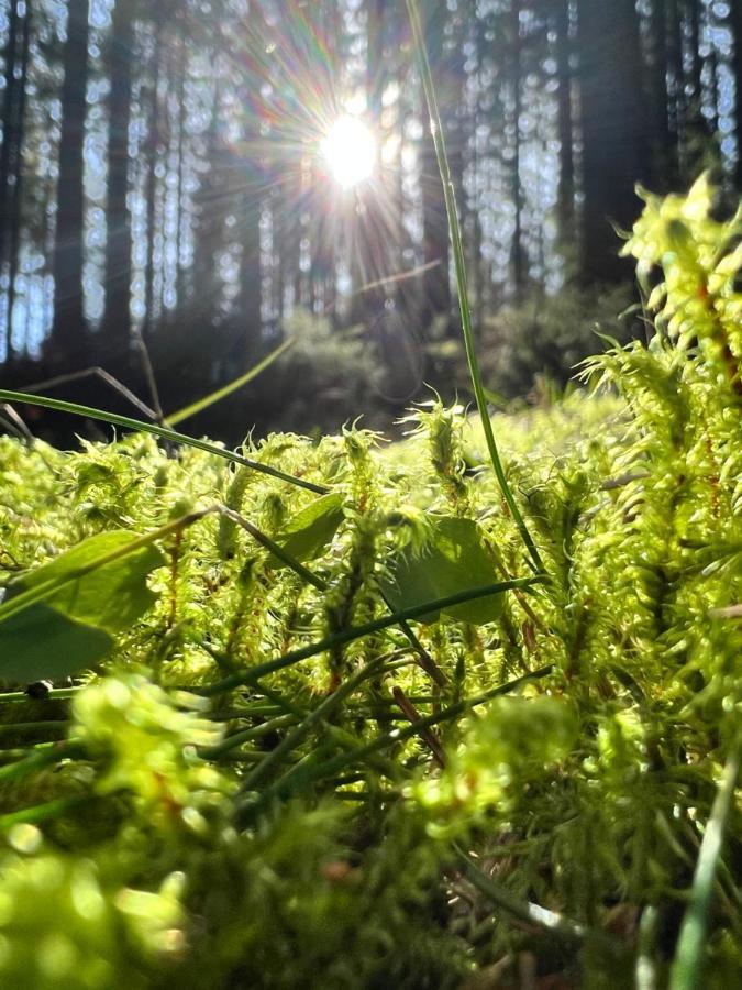 Haus Im Schwarzwald Villa Lenzkirch Dış mekan fotoğraf